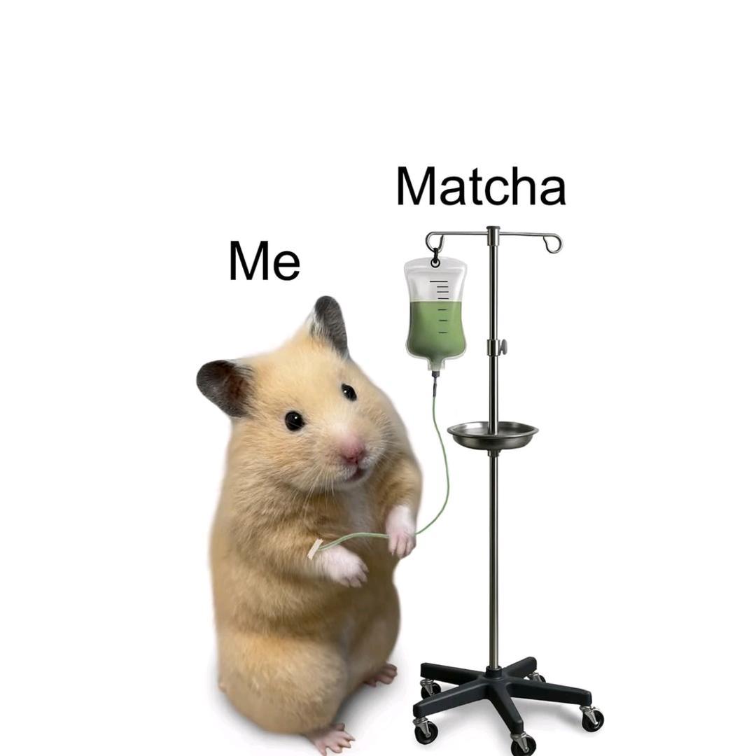 抹茶绝绝子