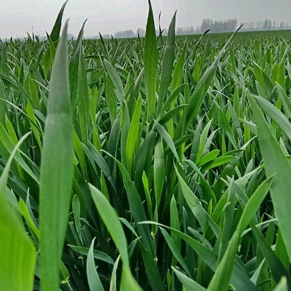 泷腾畜禽专业合作社2号