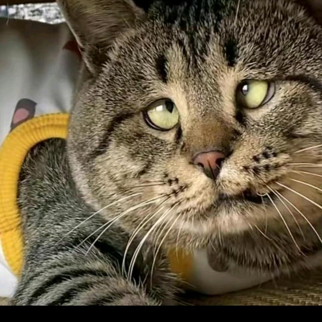 喵大爷🐯