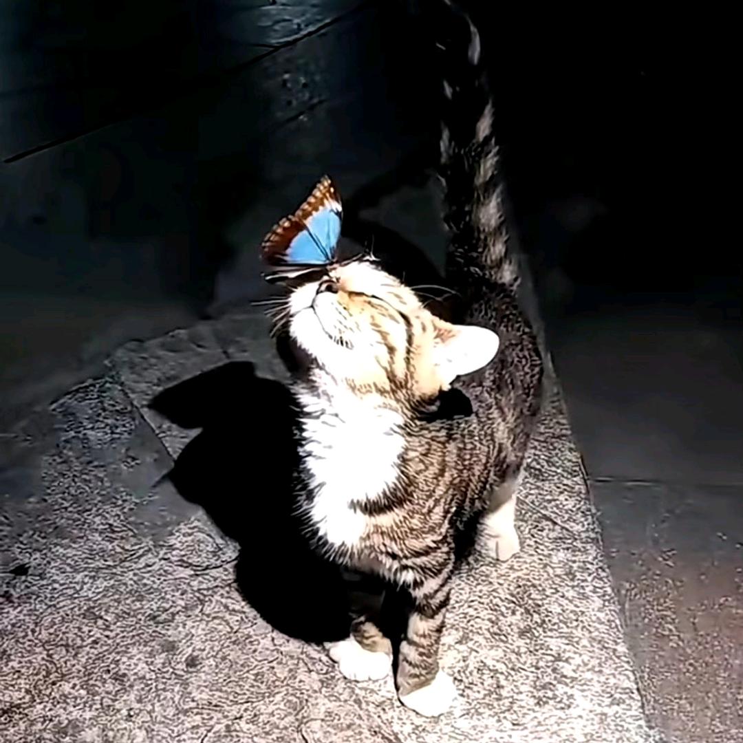 汪涛