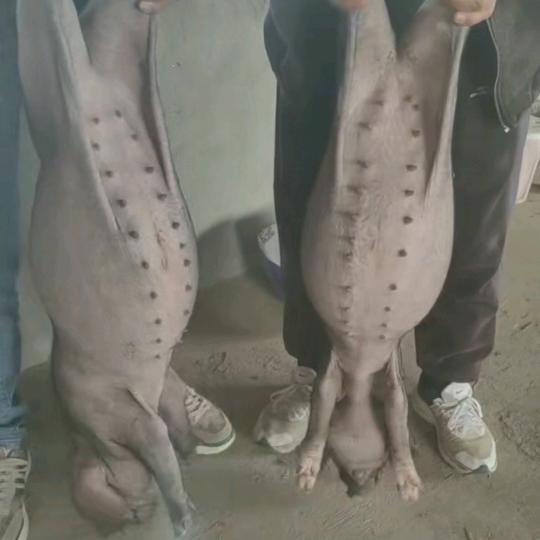 玉溪大型繁殖基地