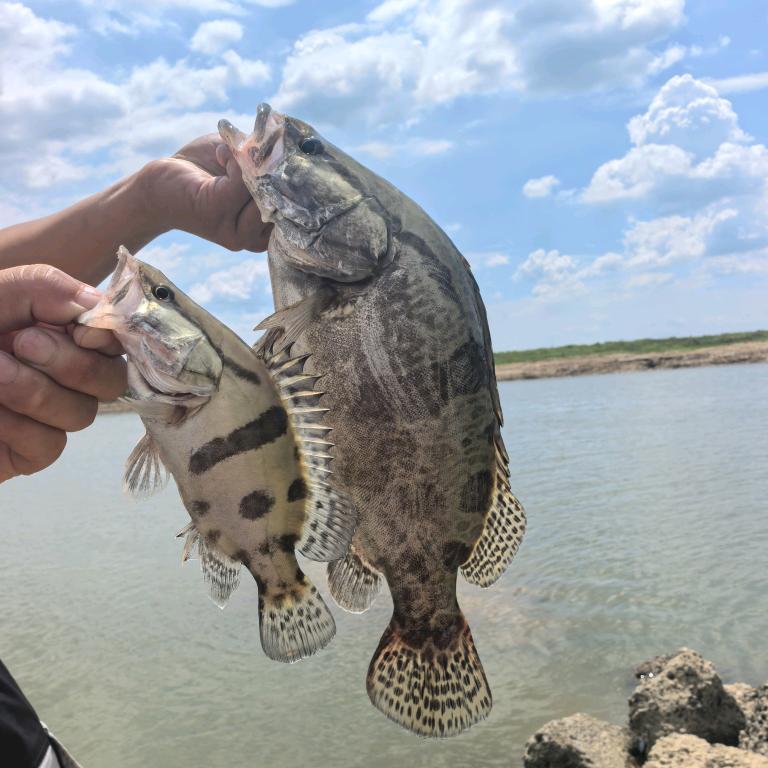 🐯宁静致远🎣
