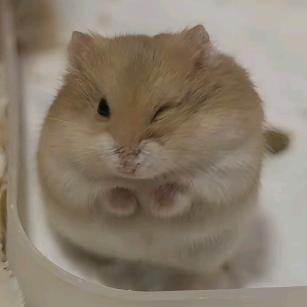 婳鸢墓梨花.