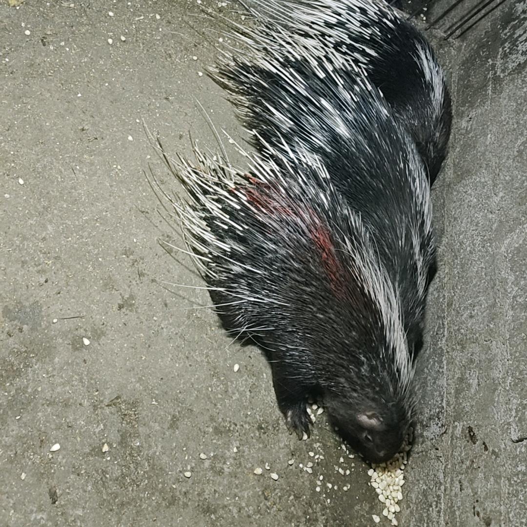 永善县豪猪养殖场