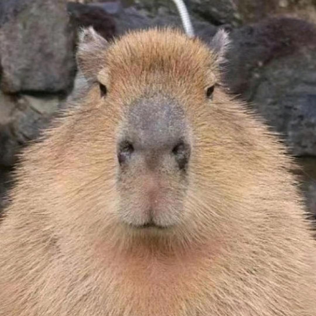 快乐的居