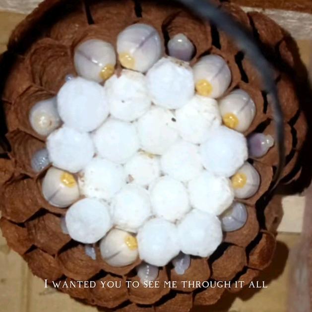 陈先生《养蜂人》