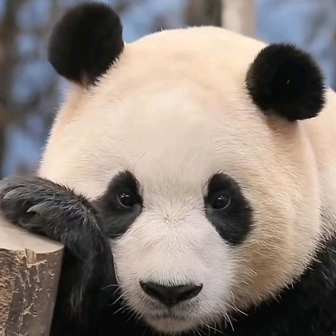 ୧(๑•̀⌄•́๑)૭