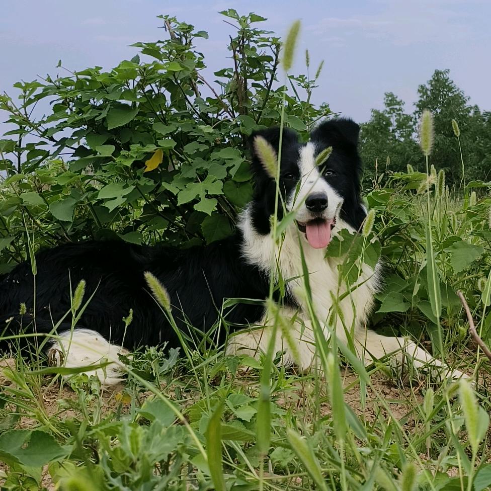 西安市鲜羊奶配送@小裴