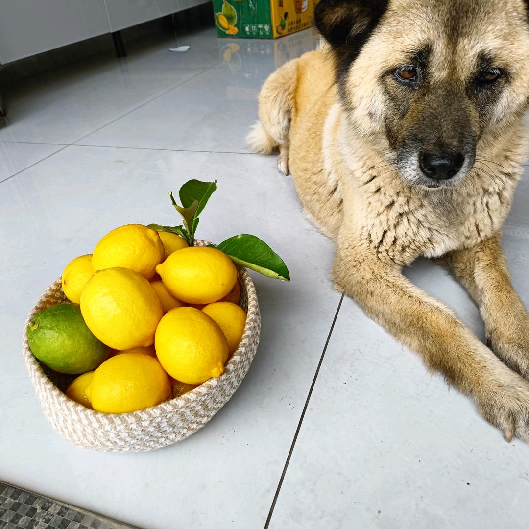 小白和大黄的欢乐时光