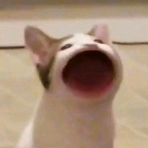 T!S!N! 灰狗