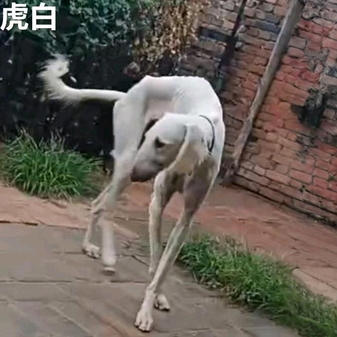 陕细爱好者…