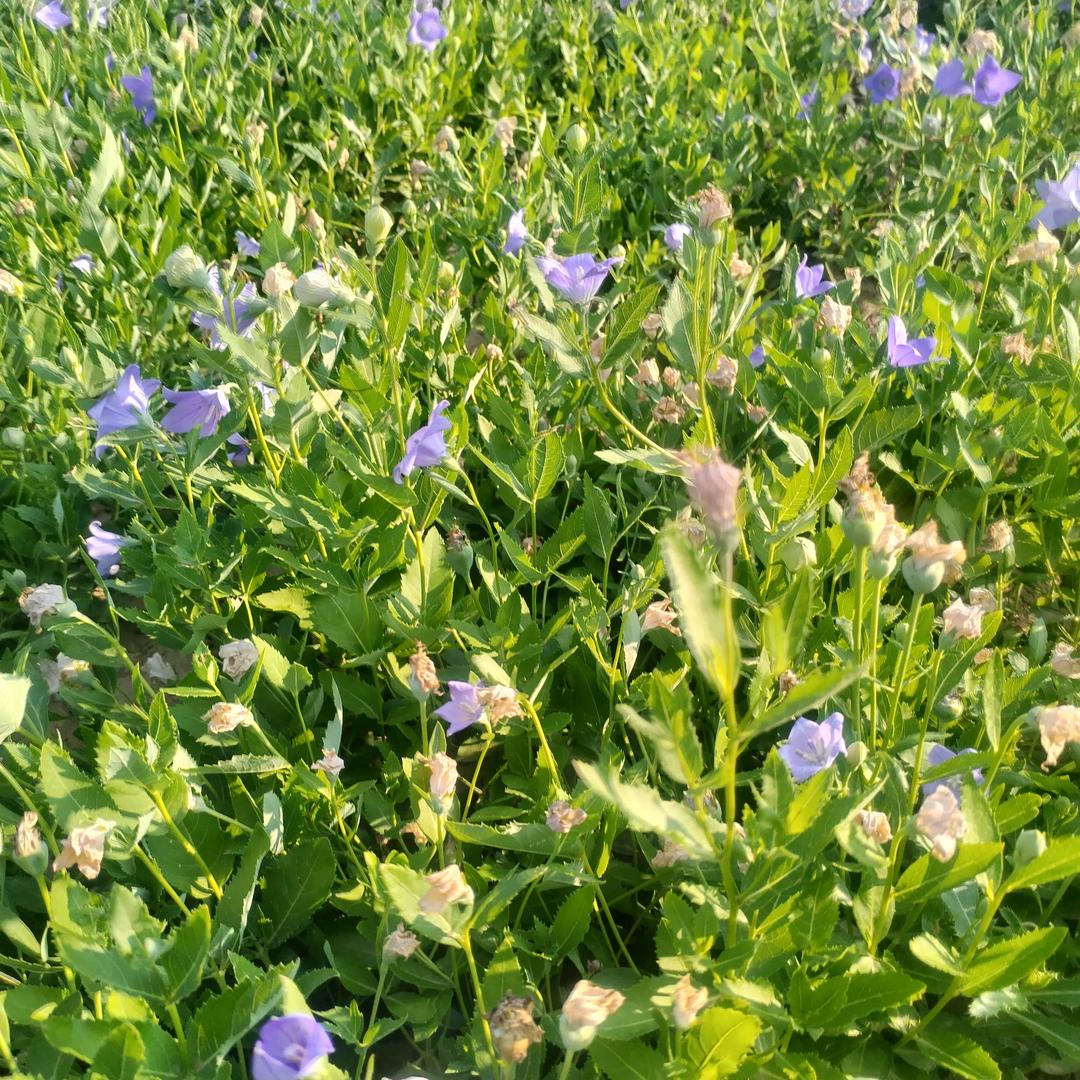 花落花开