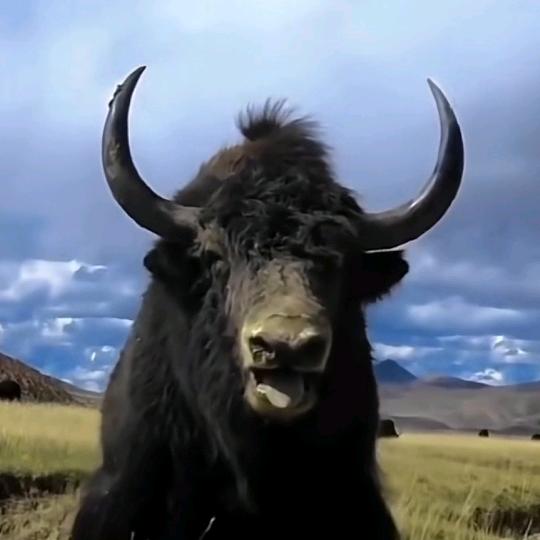 ཨོ་ཁེ།