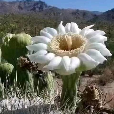 玄壇