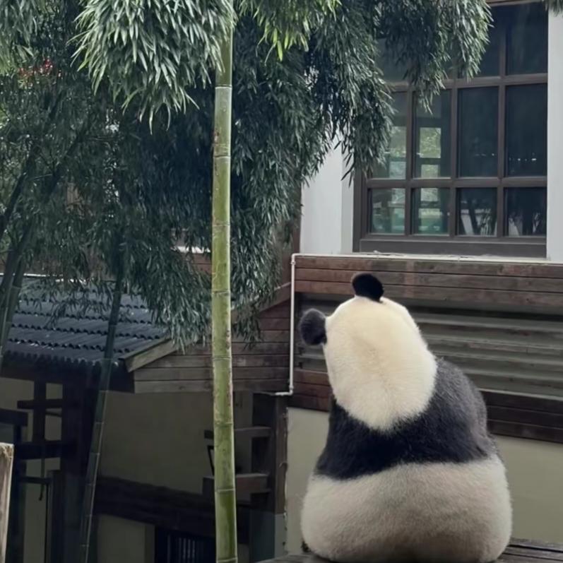 格格