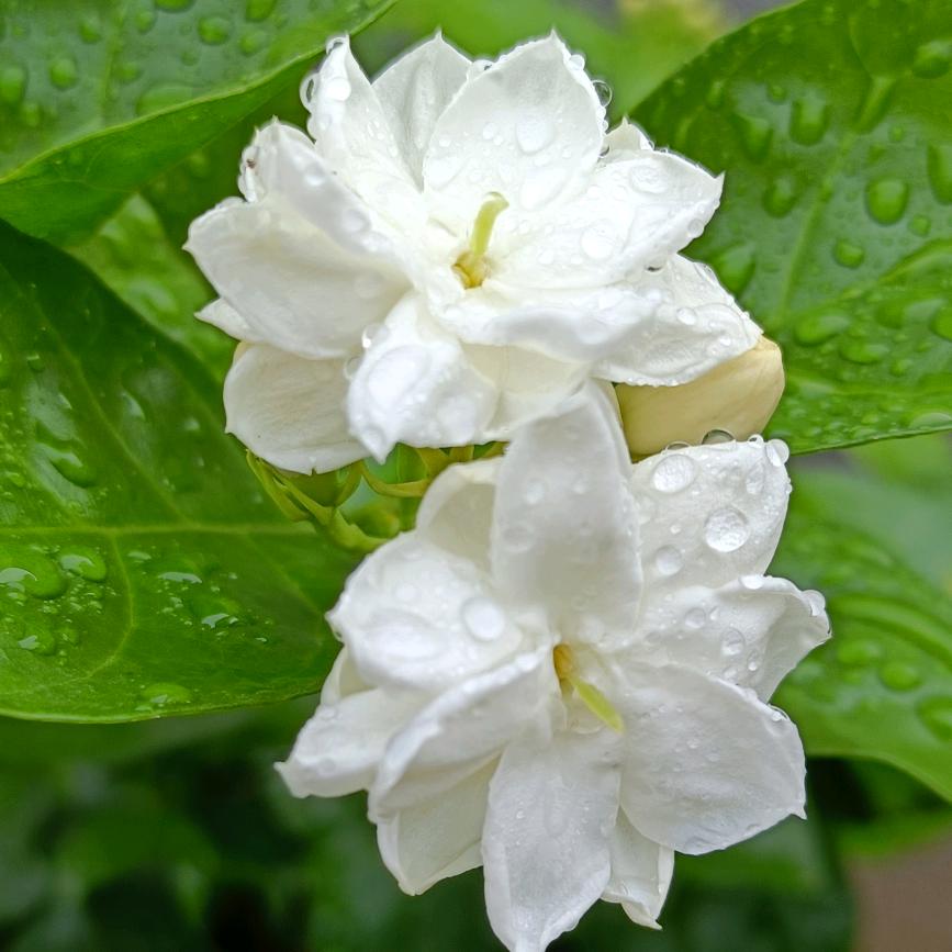 小茉莉