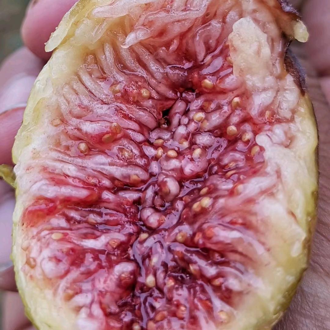 花音谷家豪果树苗木专卖店