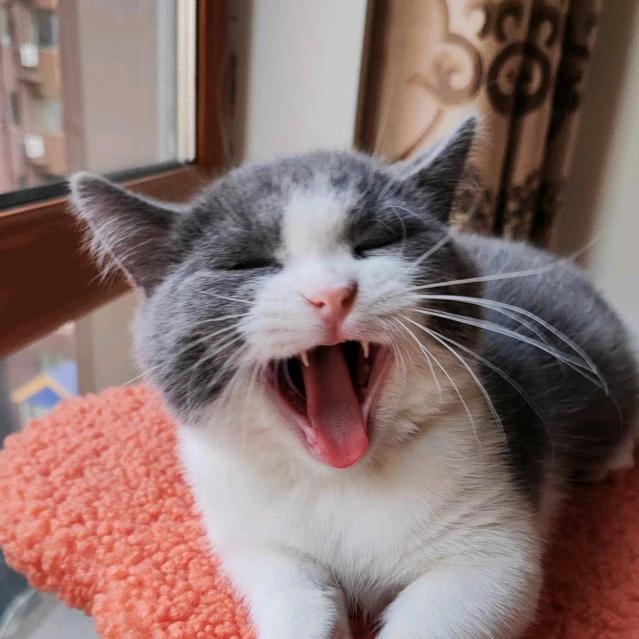 萌宠Moto🐾