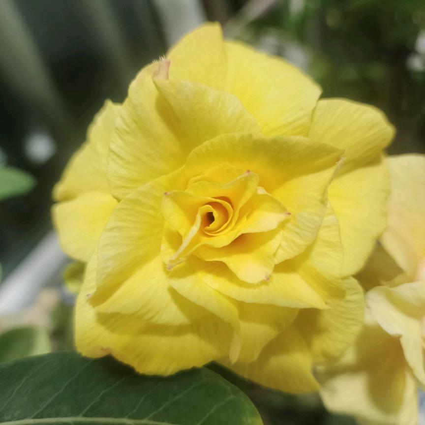 奇台县宋记春小磨香油