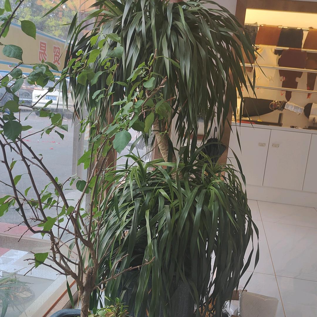 漓江鱼