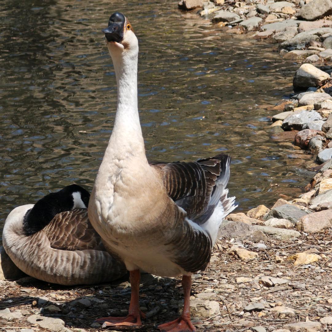 夹在汉堡里的菜叶子