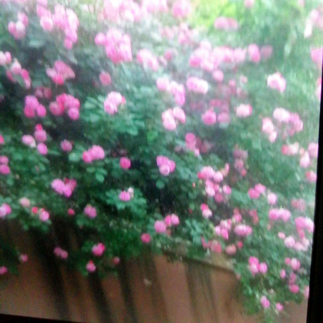 L.Y.Y陈二姐