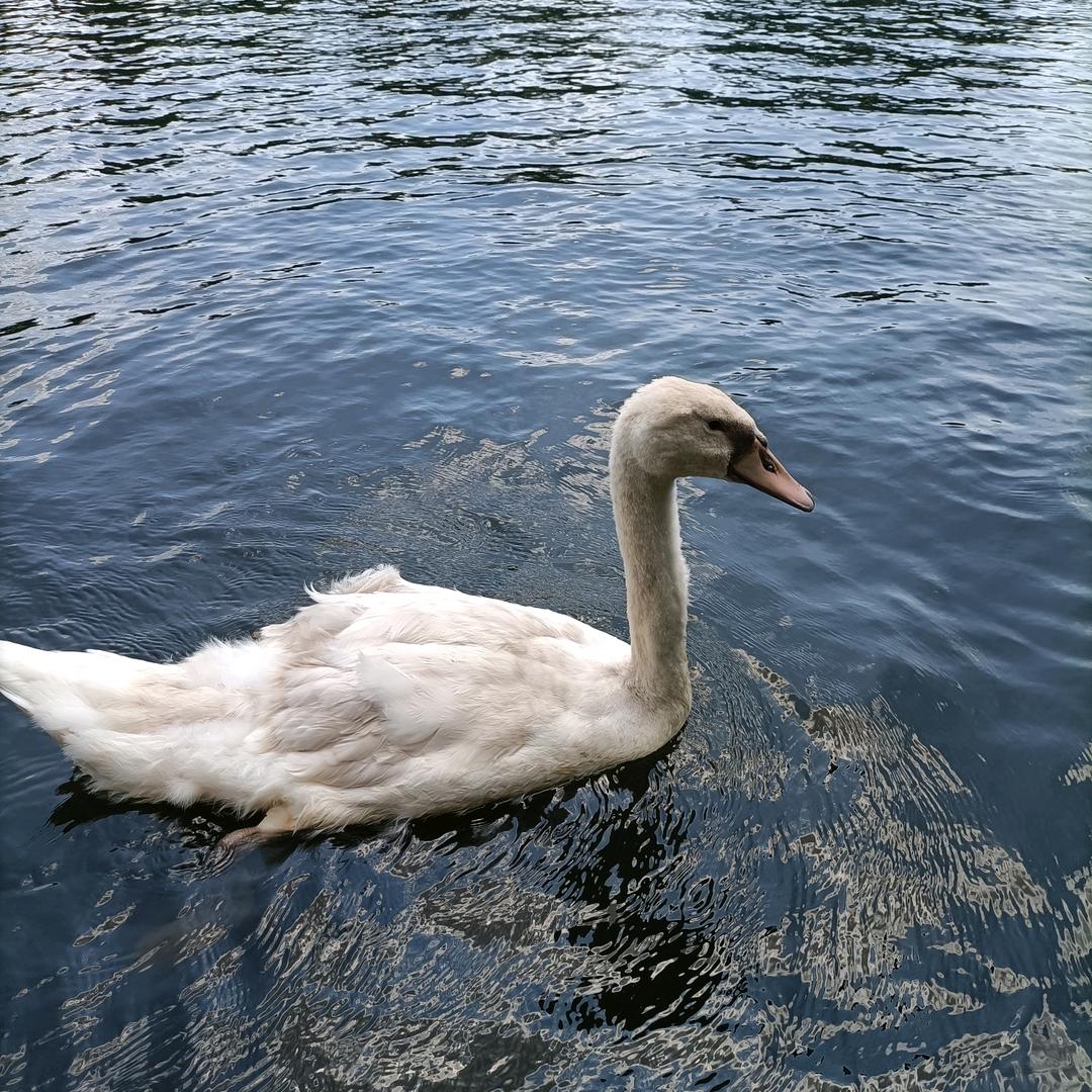 心若向阳   无畏悲伤