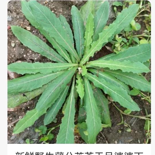 苦菜花