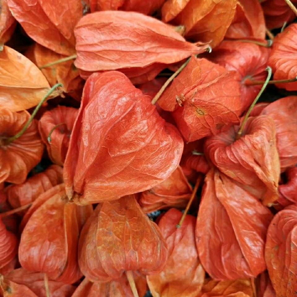 刘鑫平，中草药