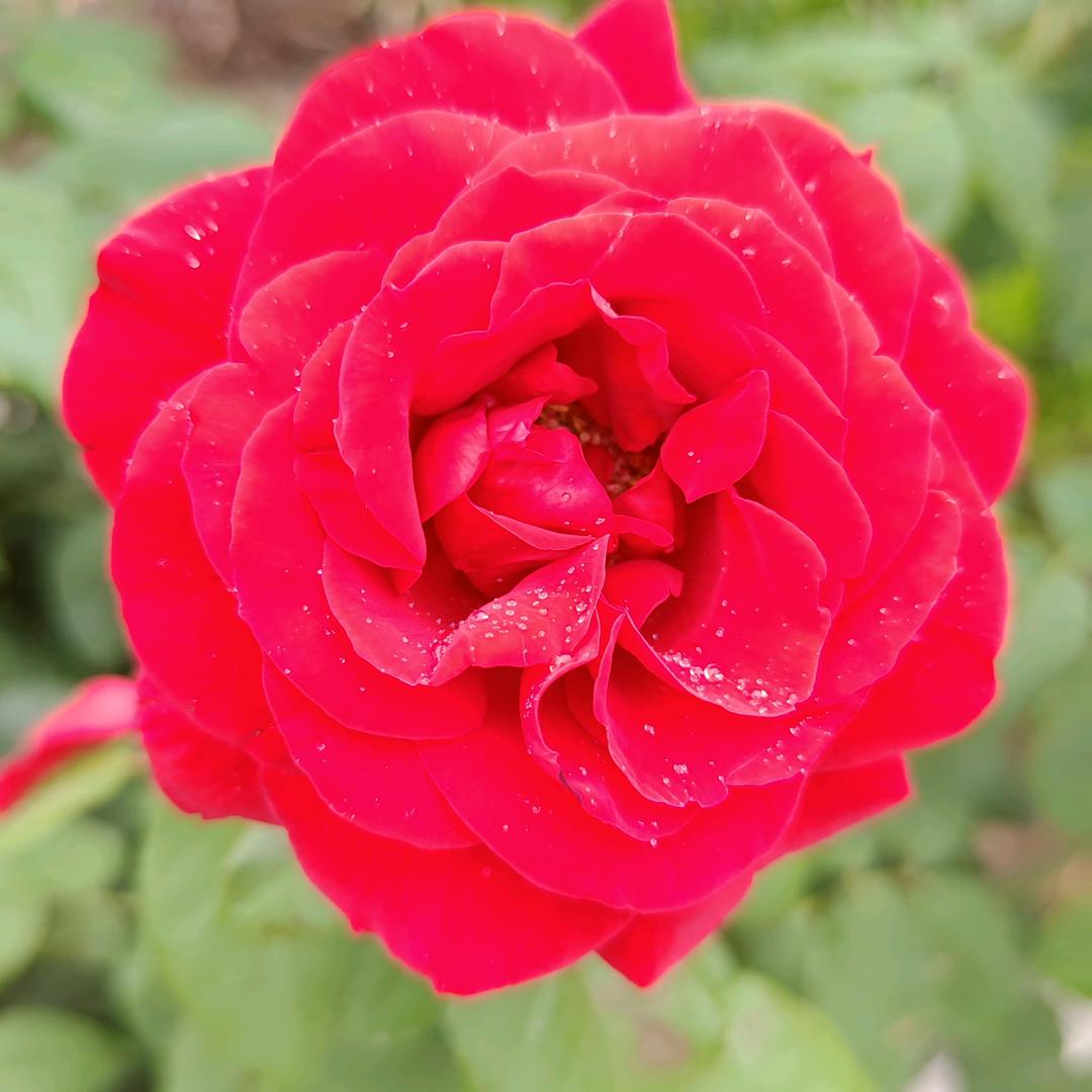 多米奶奶，柚柚姥姥