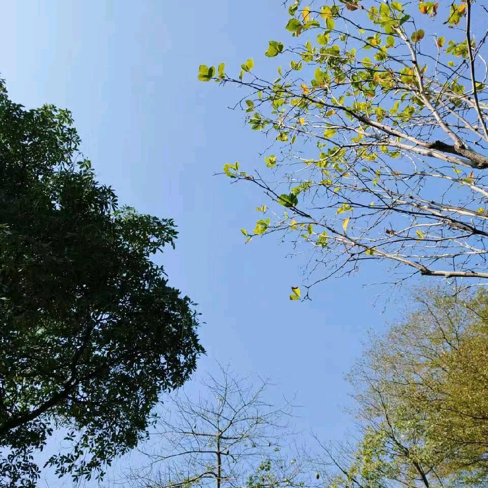 不是CF