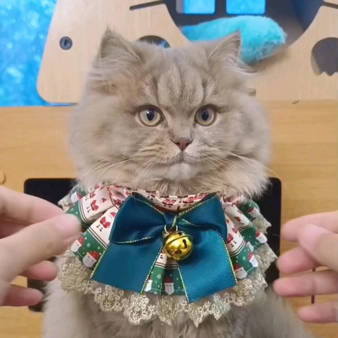 雾海猫咪小院