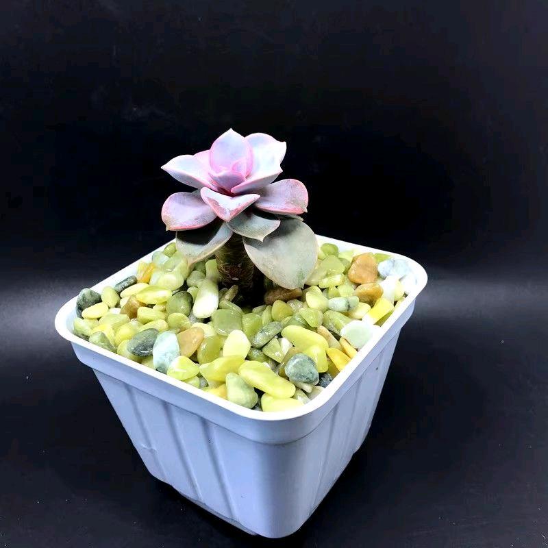 玉道天承造景石