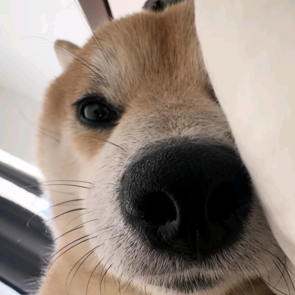 飯飯