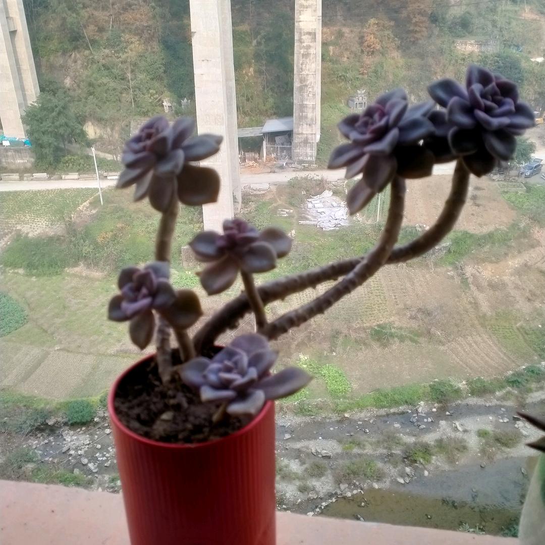 韦老三