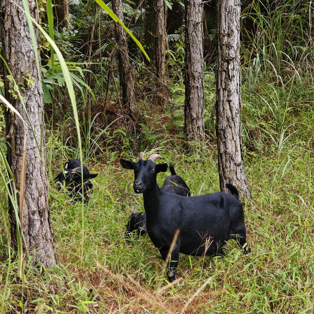 羊鲜生土货（梧州沙圳黑山羊）