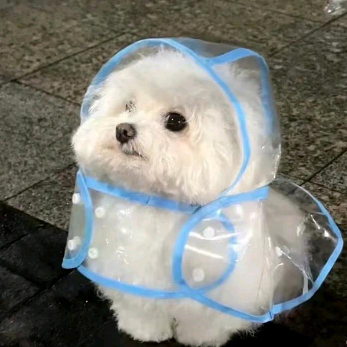 超级菜头像