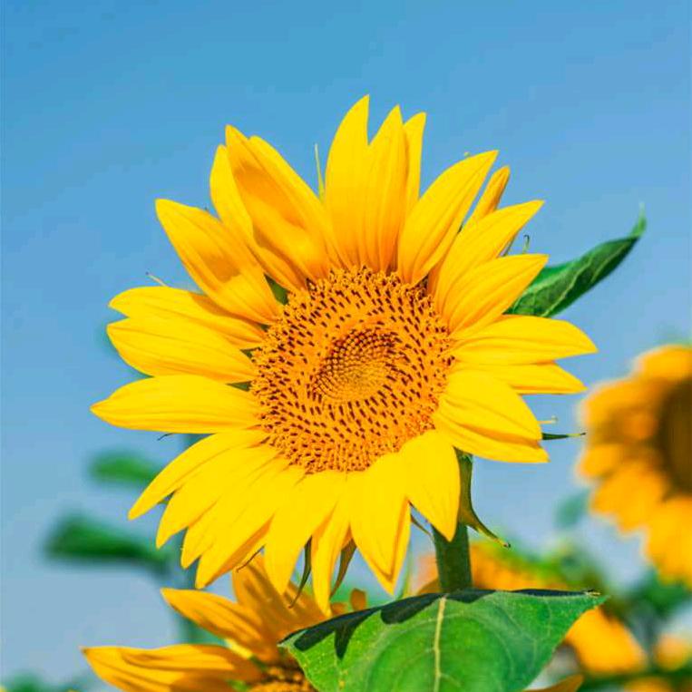 腾燕服装厂《招缝纫工》