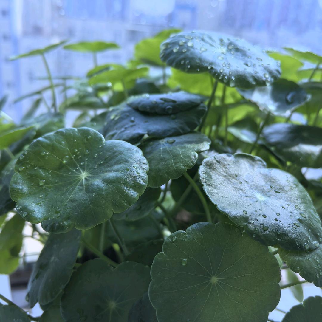 郑州陇海小胖儿