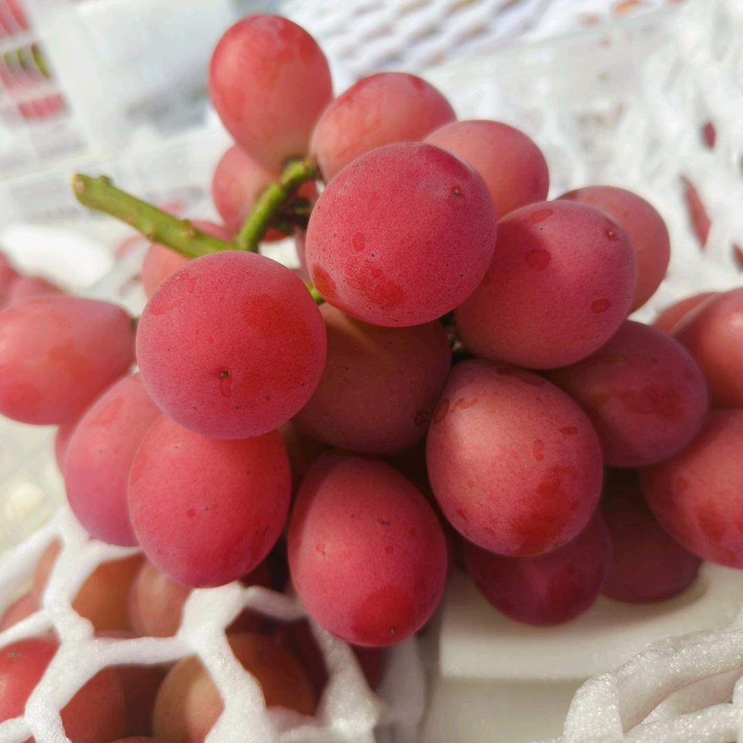 傈珍水果旗舰店