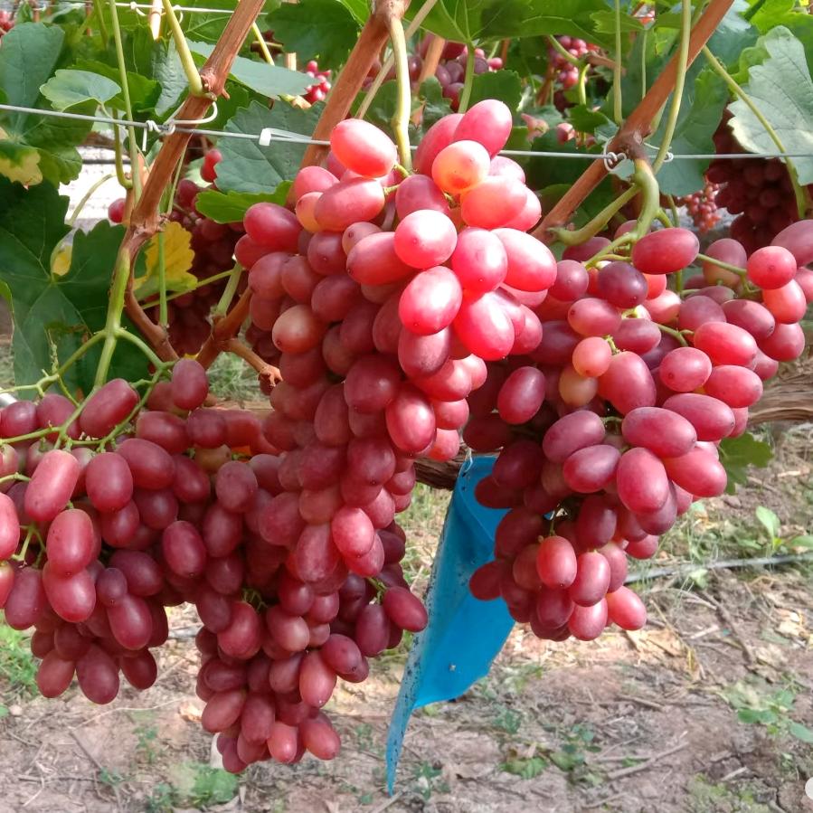 世芳臻选阁铺子