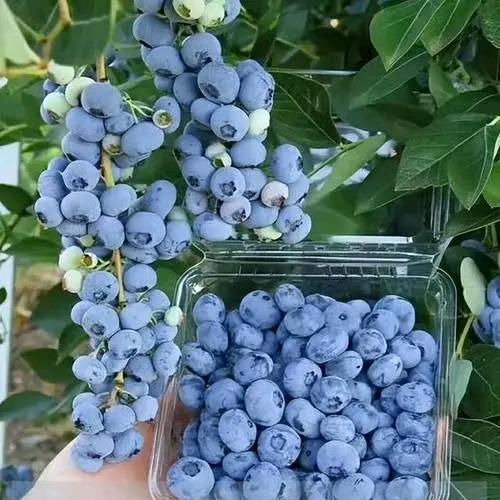 ticify葆羽果树苗木专卖店