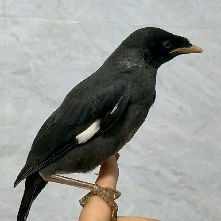 小八哥