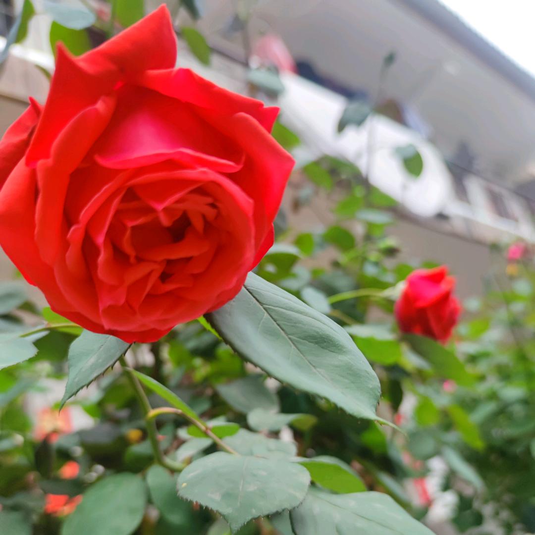 梦想成真新房二手房买卖