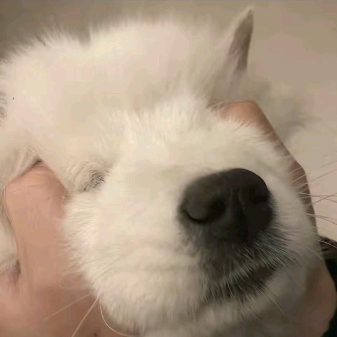 风华.