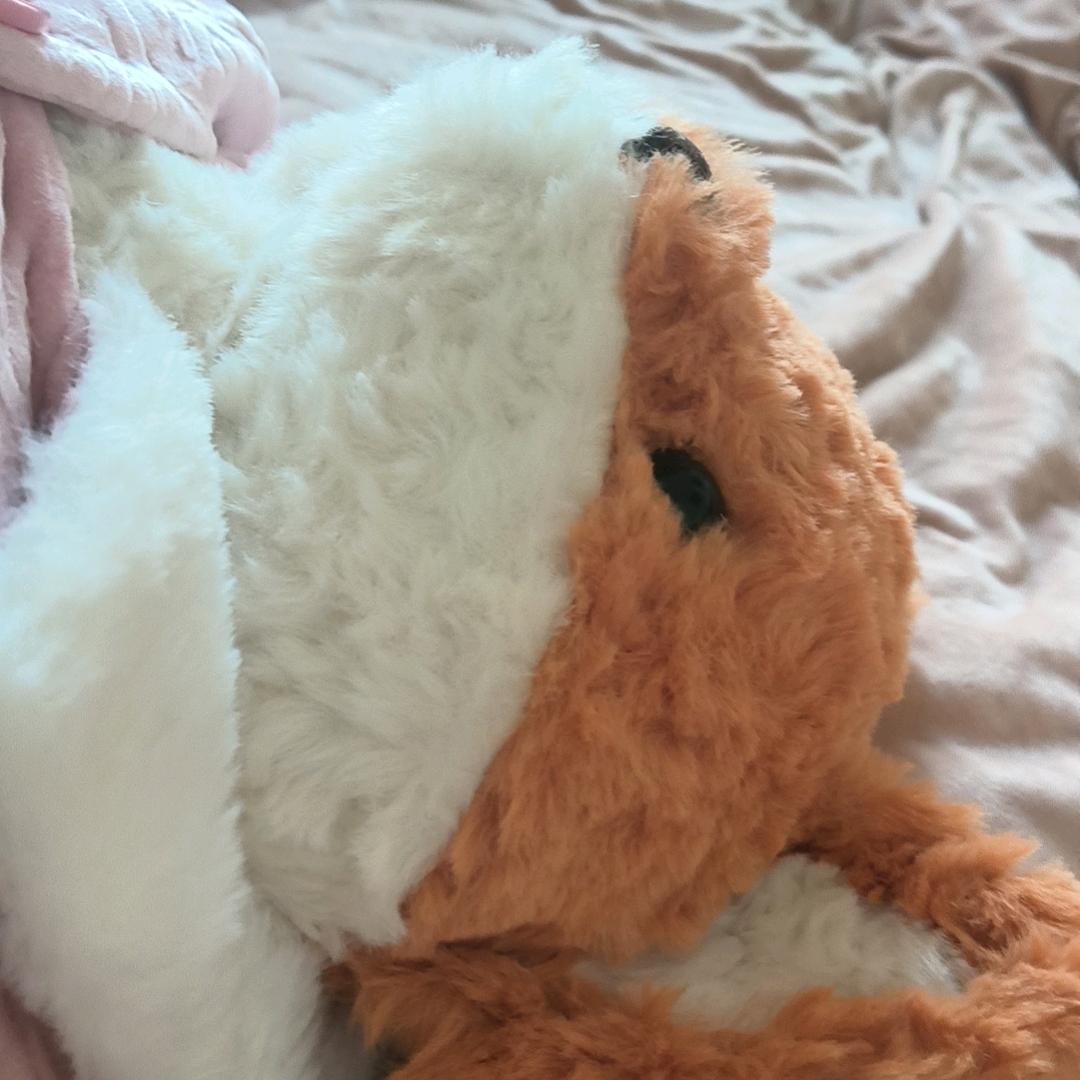 狐狸🦊