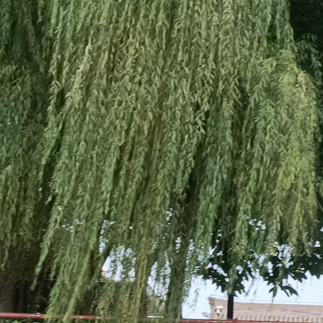 花🌸🌸好月圆