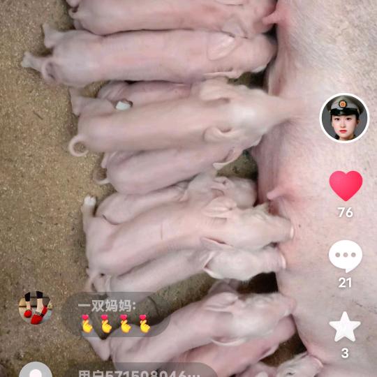 仔猪出售