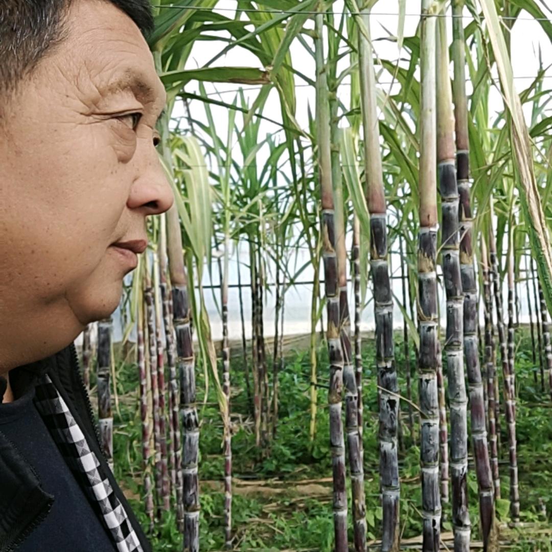 西安阎良康桥火龙果基地。