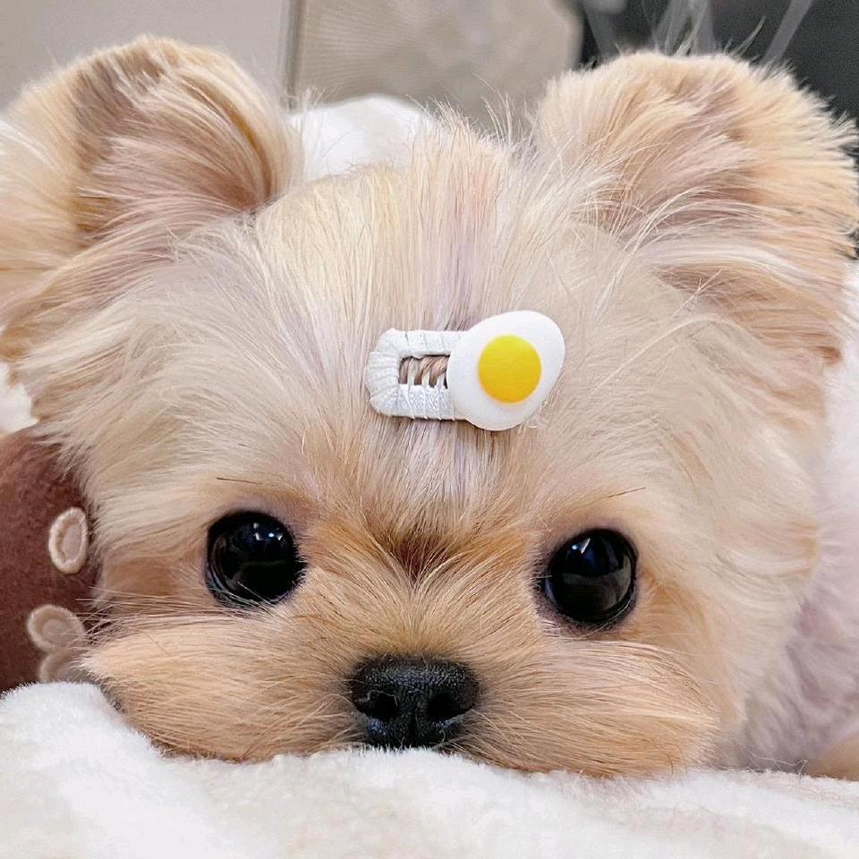 小萝卜1